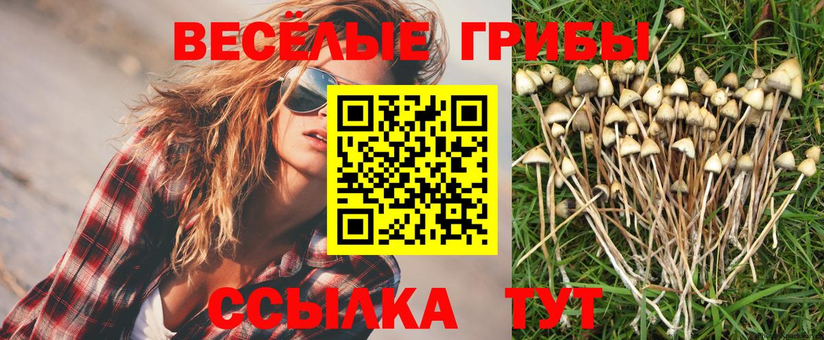 Псилоцибиновые грибы Cubensis Баксан